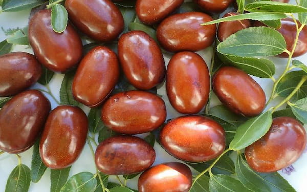 قیمت خرید عناب درشت تازه + فروش ویژه